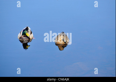 Le Canard colvert canards sauvages sur l'eau. Femelle (à droite) et mâle (à gauche) Banque D'Images