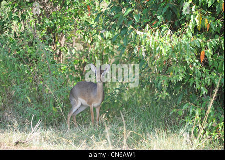 Kirk's dik-dik (Madoqua kirkii) femmes à l'ombre de buissons Masai Mara - Kenya - Afrique de l'Est Banque D'Images