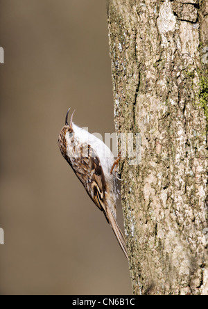 Certhia familiaris, Bruant, seul le chant des oiseaux sur l'arbre, Warwickshire, Avril 2012 Banque D'Images