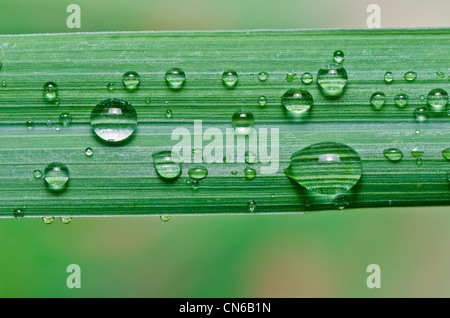 Goutte d'eau sur une feuille verte dans la nature vert frais Banque D'Images