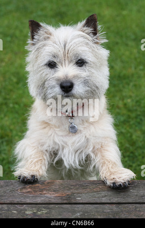 Un chien de terrier de Cairn Banque D'Images