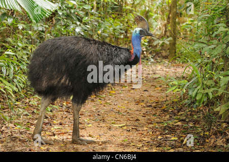 Casoar sud Casuarius casuarius mâle adulte photographié dans les tropiques humides, North Queensland, Australie Banque D'Images