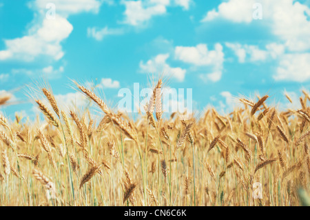 Cornfield et ciel bleu en été Banque D'Images