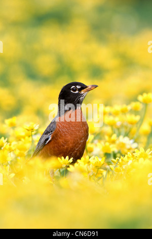 American Robin in Lesser Celandine Flowers - oiseaux verticaux oiseaux chanteurs oiseaux chanteurs ornithologie Science nature Wildlife Environment Banque D'Images