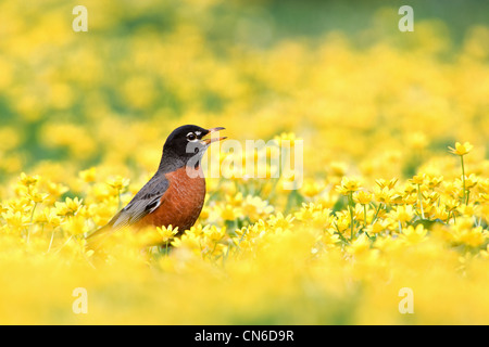 American Robin in Lesser Celandine fleurs oiseaux oiseaux oiseaux chanteurs oiseaux chanteurs ornithologie Science nature Wildlife Environment Banque D'Images