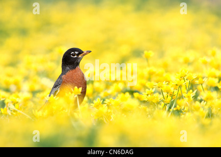 American Robin in Lesser Celandine fleurs oiseaux oiseaux oiseaux chanteurs oiseaux chanteurs ornithologie Science nature Wildlife Environment Banque D'Images