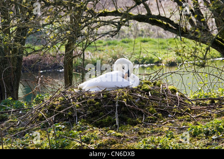 Femme cygne muet au lissage sur nid au milieu de l'étang, Donnington, Gloucestershire, les Cotswolds, en Angleterre, Royaume-Uni Banque D'Images