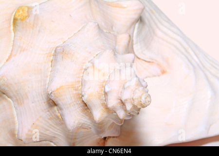 coquillage Banque D'Images