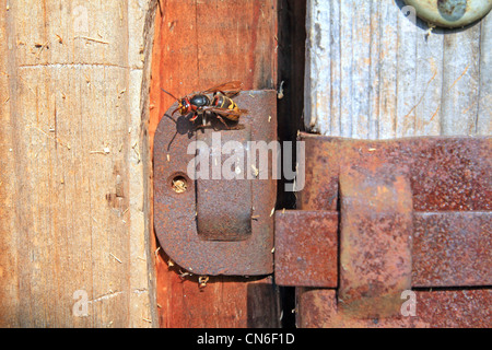 Wasp sur porte en bois ancien Banque D'Images