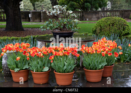 Les tulipes dans la pluie, Filoli House, comté de San Mateo, Californie Banque D'Images