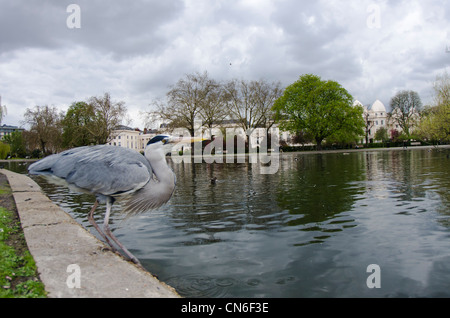 De Fisheye héron cendré Banque D'Images