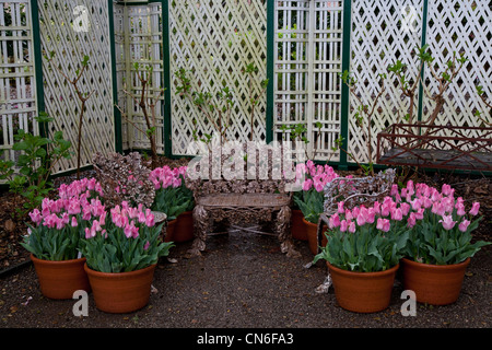 Les tulipes dans la pluie, Filoli House, comté de San Mateo, Californie Banque D'Images