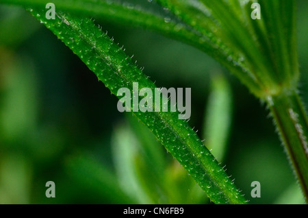 Fermer détail de l'éleusine / gaillet - Galium aparine - soies de la tige. (Shallow focus). Banque D'Images