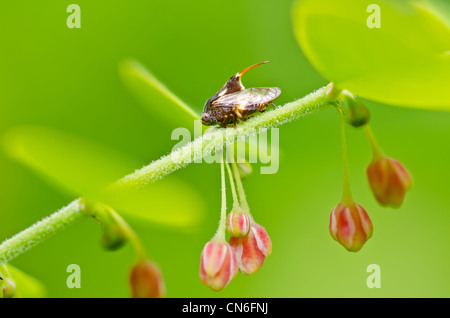 Insectes puceron vert dans la nature ou dans le jardin Banque D'Images