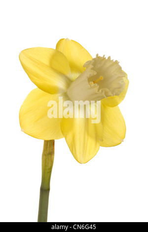 Trimestre vue sur une seule fleur et tige de jonquille bicolore inverse citron cultivar Brook sur un fond blanc. Banque D'Images