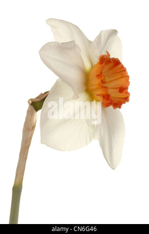 Trimestre vue sur une seule fleur et tige de la petite tasse cultivar jonquille Rim rose sur un fond blanc. Banque D'Images