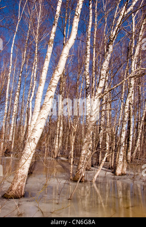 Fond d'une forêt de bouleau naturel des branches et troncs de dégivrage de la neige au printemps. Banque D'Images