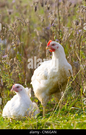 Les poules en liberté de la race Isa 257 errent librement à Sheepdrove Organic Farm , Lambourn, Angleterre Banque D'Images