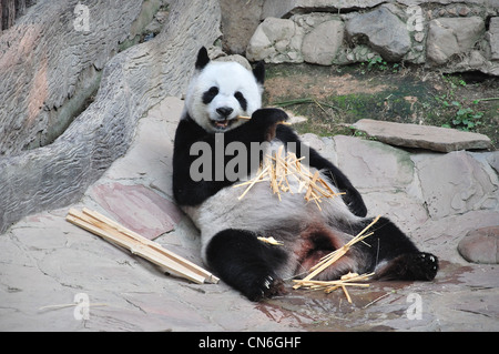 Grand panda eating bamboo à Chiang Mai Zoo, Chiang Mai, la province de Chiang Mai, Thaïlande Banque D'Images