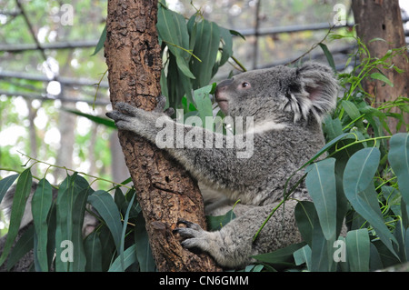 Koala dans l'arbre d'eucalyptus au Zoo de Chiang Mai, Chiang Mai, la province de Chiang Mai, Thaïlande Banque D'Images