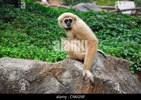 White-remis Gibbon à Chiang Mai Zoo, Chiang Mai, la province de Chiang Mai, Thaïlande Banque D'Images