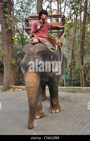 Mahout avec éléphant à Chiang Mai Zoo, Chiang Mai, la province de Chiang Mai, Thaïlande Banque D'Images