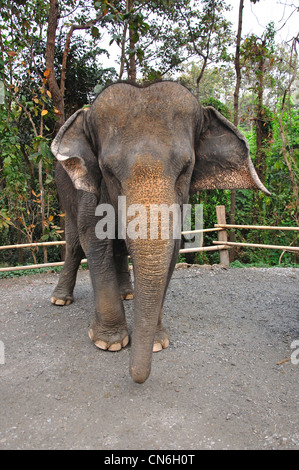 À l'éléphant du Zoo de Chiang Mai, Chiang Mai, la province de Chiang Mai, Thaïlande Banque D'Images