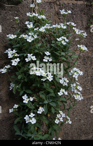 Aubretia pureté dans la propagation des plantes de rocaille blanche fleur Banque D'Images