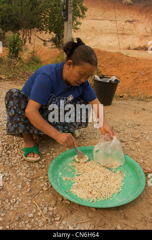 Les œufs de fourmis, les fourmis,comestibles,Chiang Rai, Thaïlande Banque D'Images