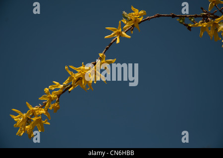 (Forsythia intermedia) en direction de la fleur avec fond de ciel bleu Banque D'Images