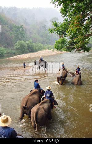 Laver les cornacs éléphants dans la rivière à Maetaman Elephant Camp, près de Chiang Mai, la province de Chiang Mai, Thaïlande Banque D'Images