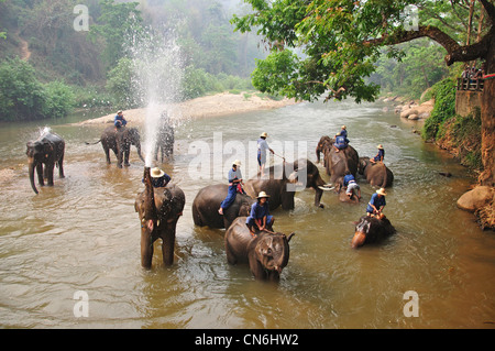 Laver les cornacs éléphants dans la rivière à Maetaman Elephant Camp, près de Chiang Mai, la province de Chiang Mai, Thaïlande Banque D'Images