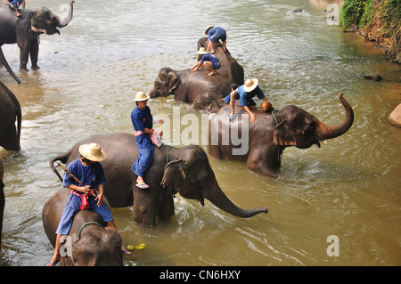 Laver les cornacs éléphants dans la rivière à Maetaman Elephant Camp, près de Chiang Mai, la province de Chiang Mai, Thaïlande Banque D'Images