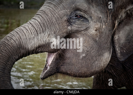 Close up de tête d'éléphant. Bali Indonésie. Banque D'Images