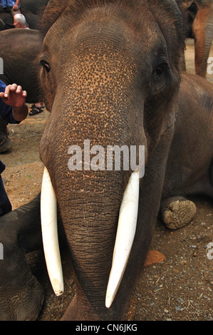 Défenses d'éléphant avec à l'Elephant Show à Maetaman Elephant Camp, près de Chiang Mai, la province de Chiang Mai, Thaïlande Banque D'Images
