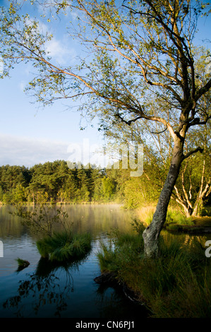Tôt le matin, la brume s'élevant du fossé à Thursley Réserve naturelle nationale commune à Surrey. Banque D'Images