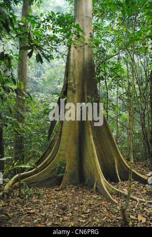 Buttress roots sur un arbre de diptérocarpacées Banque D'Images