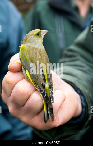 Un homme adulte Verdier (Carduelis chloris) dans la main à un oiseau-démonstration de sonnerie. Réserve Naturelle de glosas emilianenses, décembre. Banque D'Images