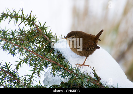 Un Troglodyte mignon (Troglodytes troglodytes) perché sur un buisson, à l'ajonc, réserve naturelle de glosas Emilianenses DARTFORD, KENT. Février. Banque D'Images