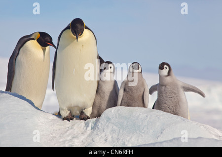 Avec les poussins de manchots empereur Banque D'Images