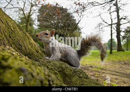 Un écureuil gris (Sciurus carolinensis) monter un tronc d'arbre dans le parc de Greenwich, Londres. Avril. Banque D'Images