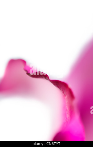 Close up d'un pétale de rose rose sur fond blanc Banque D'Images