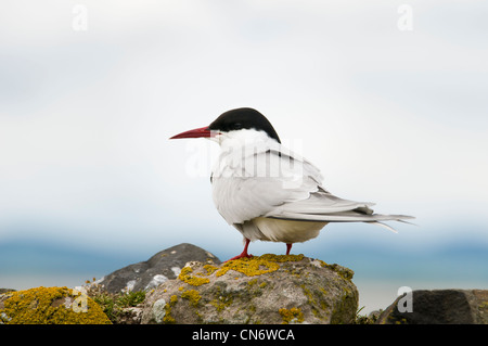 Une sterne arctique (Sterna paradisaea) debout sur un mur de pierres sèches incrustés de lichen sur Inner Farne, dans le Northumberland. Mai. Banque D'Images