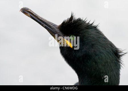 Close up dhot d'un baiser sur les iles Farne. Mai. Banque D'Images