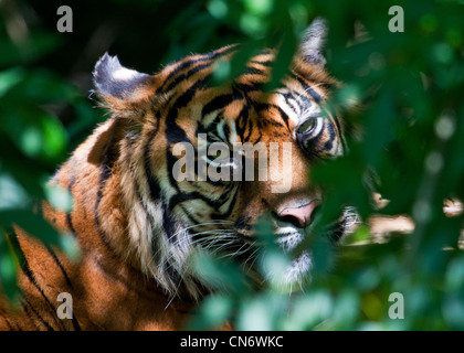 Tigre Banque D'Images