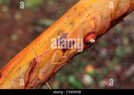 Orange/ jaune et rougeâtre Arbutus Tree branch avec peeling avec écorce nom personne sculptée dans la branche d'arbre Banque D'Images