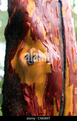 Orange/ jaune et rougeâtre Arbutus Tree avec écorce et cicatrice avec arbre vert forêt en arrière-plan Banque D'Images