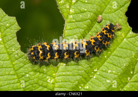 Un empereur moth chenille sur une feuille, à la réserve naturelle de glosas Emilianenses, Bexley. Juillet. Banque D'Images