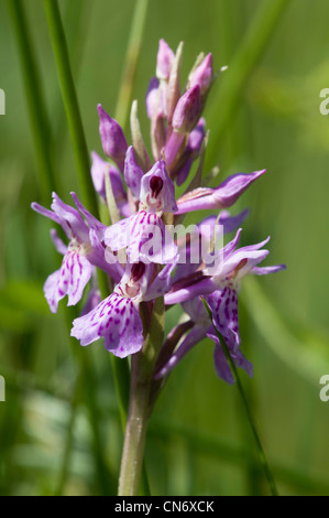 Une fleur du marais du sud-ouest (Dactylorhiza praetermissa) à RSPB Strumpshaw Fen, Norfolk. De juin. Banque D'Images