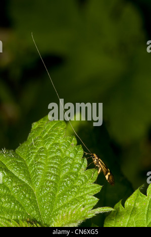 Une espèce de longhorn (Nemophora degeerella) sur une feuille d'ortie à RSPB Strumpshaw Fen, Norfolk. De juin. Banque D'Images